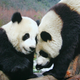 Image for article titled Experts Say That Giant Pandas at the Edinburgh Zoo Will Soon Be Down to Fuck